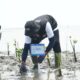 Hari Mangrove Sedunia 2026, BRI Peduli Tanam 24.000 Mangrove untuk Pulihkan Ekosistem Pesisir