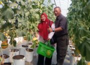 Petik Melon Premium Jadi Magnet Baru Cisolok