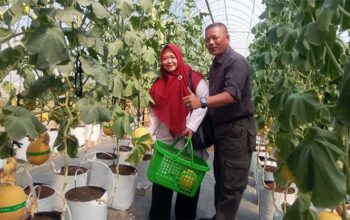 Petik Melon Premium Jadi Magnet Baru Cisolok
