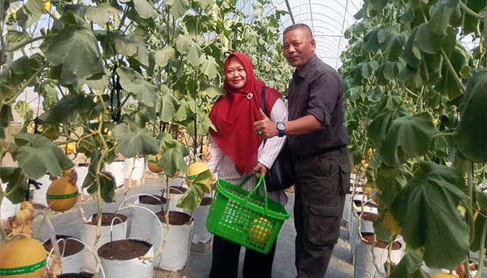 Petik Melon Premium Jadi Magnet Baru Cisolok