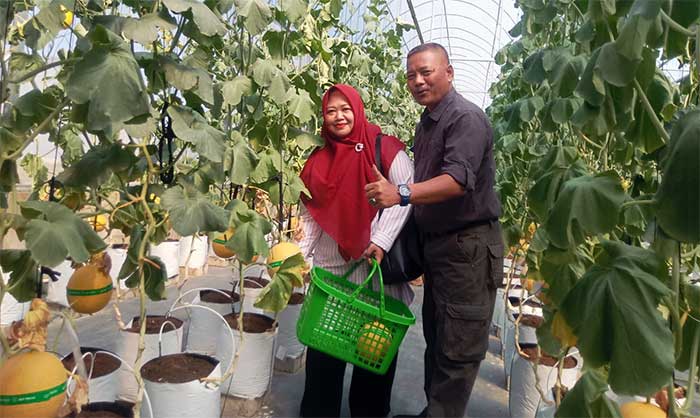 Petik Melon Premium Jadi Magnet Baru Cisolok